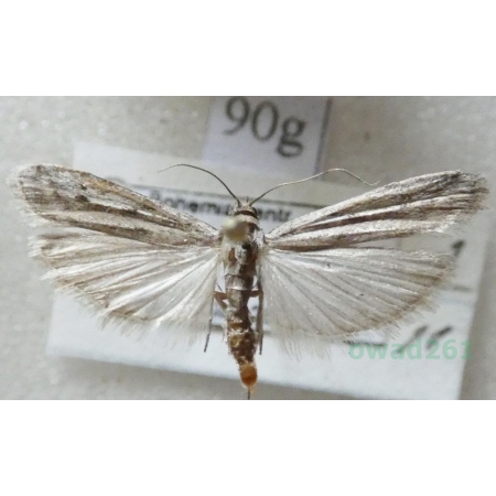 Phycitodes albatella (Ragonot, 1887) Czech90g